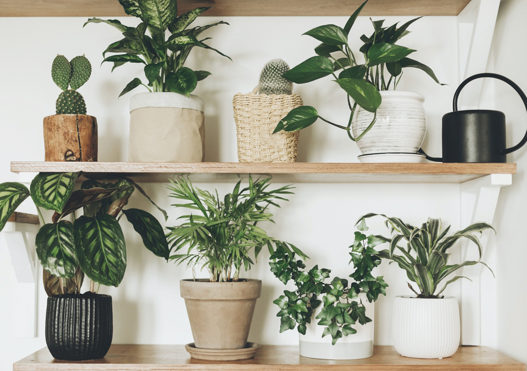 Small Plants for Your Home and Principles of Their Care